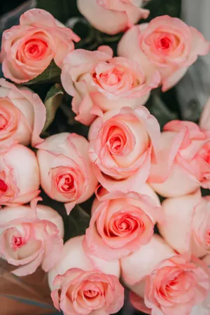 Close-up Pink Rose Aesthetic Wallpaper