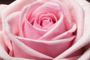 Close Up Pink Rose Petals Wallpaper