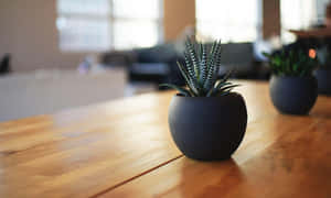 Close Up Plant Succinct Wallpaper