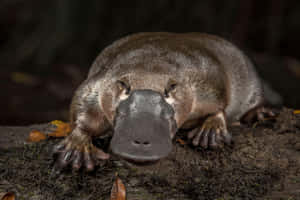 Close Up Platypus On Bank.jpg Wallpaper