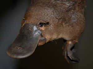 Close Up Platypus Portrait Wallpaper