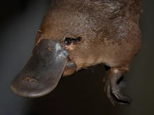 Close Up Platypus Portrait Wallpaper