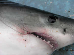 Close Up Porbeagle Shark Wallpaper