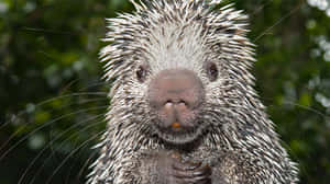 Close Up Porcupine Portrait Wallpaper