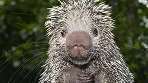 Close Up Porcupine Portrait Wallpaper