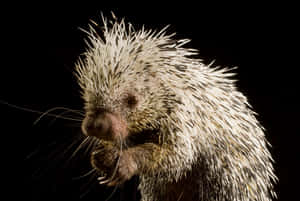 Close Up Porcupine Quills Wallpaper