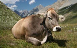 Close-up Portrait Of A Brown Cow Wallpaper