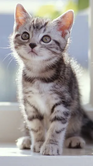 Close-up Portrait Of A Stunning Tabby Cat Wallpaper