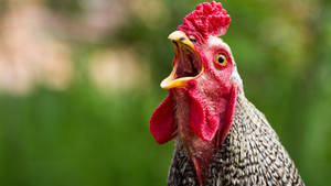 Close-up Portrait Of A Vibrant Hen Wallpaper