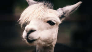 Close Up Portraitof Llama Wallpaper