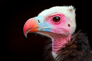 Close Up Portraitofa Vulture Wallpaper