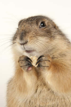 Close Up Prairie Dog Eating Wallpaper