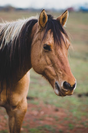 Close-up Profile Of An American Quarter Horse Wallpaper