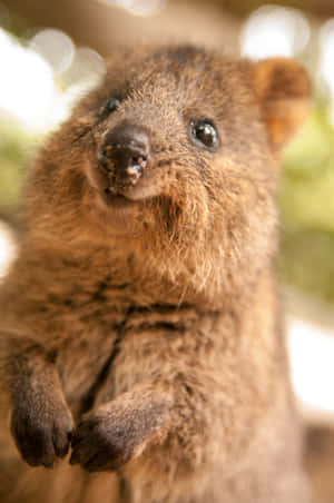 Close Up Quokka Smiling Wallpaper