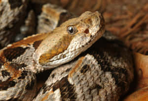 Close Up Rattlesnake Camouflage Wallpaper