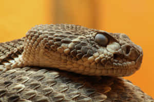 Close Up Rattlesnake Portrait Wallpaper