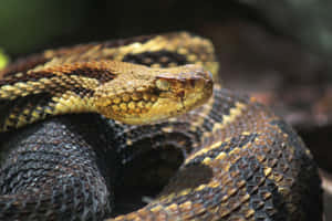 Close Up Rattlesnakein Nature.jpg Wallpaper
