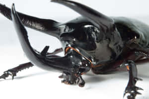 Close Up Rhinoceros Beetle Wallpaper