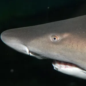 Close Up Sand Shark Portrait Wallpaper