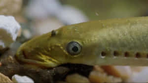 Close Up Sea Lamprey Wallpaper