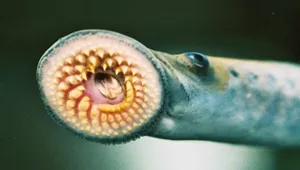 Close Up Sea Lamprey Mouth Wallpaper