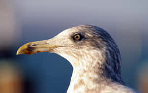 Close Up Seagull Portrait Wallpaper