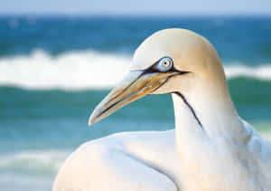 Close Up Shot Of A Beautiful, Vibrant Bird In 4k Resolution Wallpaper