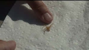 Close-up Shot Of A Brown Recluse Spider On A Web Wallpaper