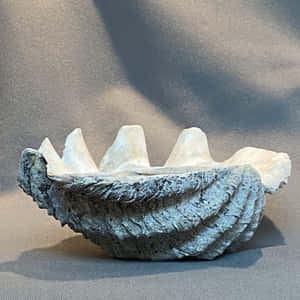 Close-up Shot Of A Large Clam Shell Wallpaper