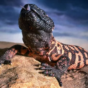 Close Up Shot Of A Vibrant Gila Monster With Its Tongue Out Wallpaper