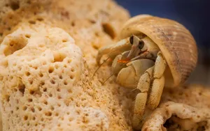 Close-up Shot Of Beautiful Hermit Crab On The Beach Wallpaper