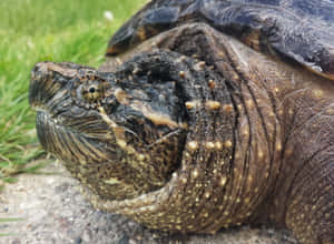 Close Up Snapping Turtle Wallpaper