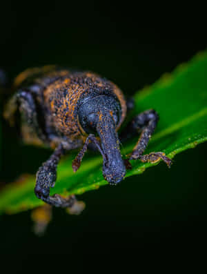 Close Up Snout Beetleon Leaf Wallpaper