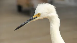 Close-up Snowy Egret Everglades National Park Wallpaper