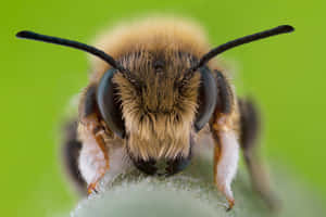 Close Up Solitary Bee Green Background Wallpaper