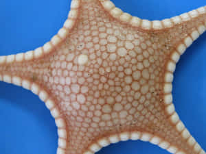 Close Up Starfish Texture Wallpaper