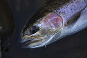 Close Up Steelhead Trout Wallpaper