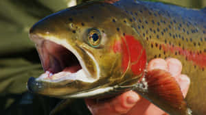 Close Up Steelhead Trout Wallpaper