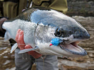 Close Up Steelhead Trout Catch Wallpaper