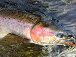 Close Up Steelhead Trout In Water.jpg Wallpaper