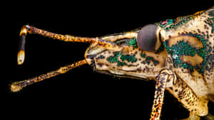 Close Up Stink Bug Black Background Wallpaper