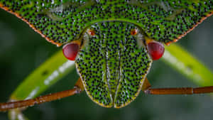 Close Up Stink Bug Eyes Wallpaper