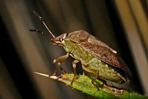 Close Up Stink Bugon Plant Wallpaper