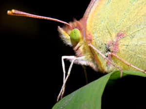 Close Up Sulphur Butterfly Wallpaper