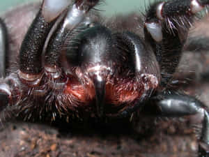 Close Up Tarantula Fangsand Hairs.jpg Wallpaper