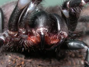Close Up Tarantula Fangsand Hairs.jpg Wallpaper