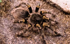 Close Up Tarantulaon Ground.jpg Wallpaper