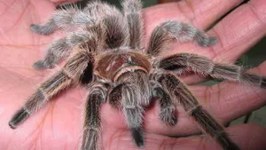 Close Up Tarantulaon Human Hand Wallpaper