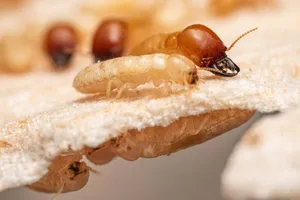 Close Up Termite Worker Wallpaper