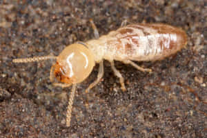 Close Up Termiteon Ground.jpg Wallpaper
